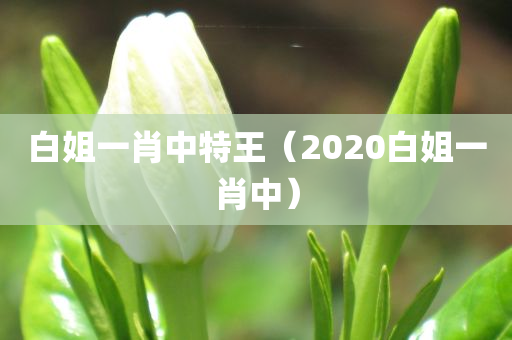 白姐一肖中特王（2020白姐一肖中）